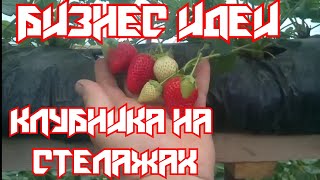 «КЛУБНИКА НА СТЕЛАЖАХ*Новые сорта /три месяца спустя/.