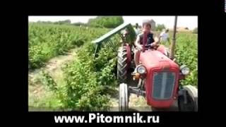 уборка малины комбайном