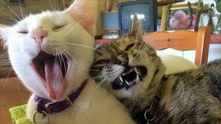 ЗАСМЕЯЛСЯ ПРОИГРАЛ! ПРИКОЛЫ С ЖИВОТНЫМИ - Смешные коты и собаки 2019 #10