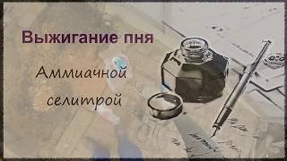 выжигание пня   аммиачной селитрой
