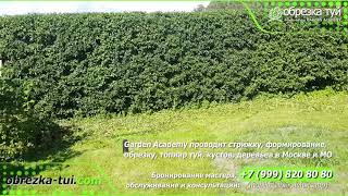 Стрижка туй Обрезка туй ☎+7-999-820-80-80 www.Obrezka-tui.com