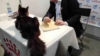 1 г.2 м.Jackie Rysenok.Роман Ниценко.титул CACIB,Nom Bis.
