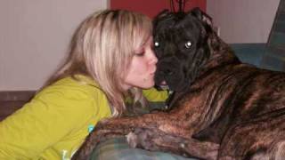 PRESA CANARIO "LOCO " (KORINTHIANBULL FROM GREECE!!!! )