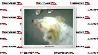 В Житомире отсреляли дворовых собак - Житомир.info