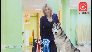 СТАЛИ ИЗВЕСТНЫ ПОДРОБНОСТИ МУЧИТЕЛЬНОЙ ГИБЕЛИ ДВУХ ХАСКИ В ТВЕРИ. 2018-07-24