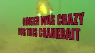 Watch Bass Underwater Footage Attack Hard Bait Lures