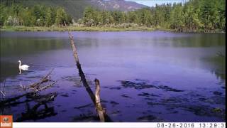 Лебеди-кликуны вернулись в Тофаларский заказник (фотоловушка)