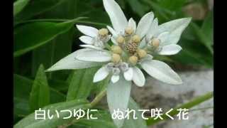 エーデルワイス