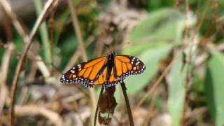 Coffs Harbour Wildlife Pictorial Part 1