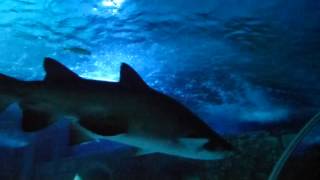 SHARK!