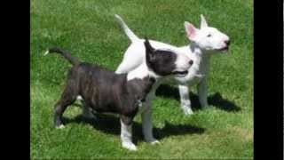 MI CACHORRO BULL TERRIER