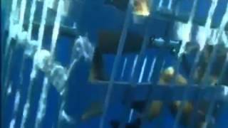 Scuba Diving   Woman In Shark Cage