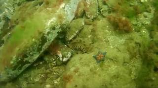 Дальневосточный трепанг, ナマコ (Apostichopus japonicus)