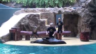 LEONES MARINOS "LORO PARK, PUERTO DE LA CRUZ" (Islas Canarias)