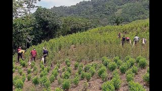 En vivo: periodistas de Séptimo día hablan del especial sobre cultivos de coca