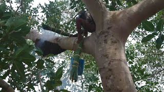 Panen Madu Lebah Hutan (Lebah Jampang) (Honey Hunting)