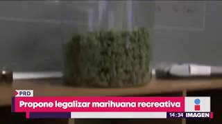 PRD propone legalizar la marihuana recreativa | Noticias con Yuriria
