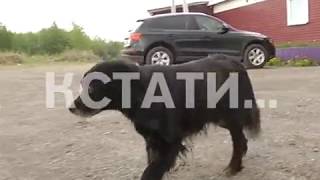 Догхантеры начали отстреливать собак из машины прямо в городе