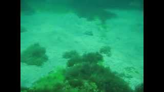 Обитатели Черного моря. Скат