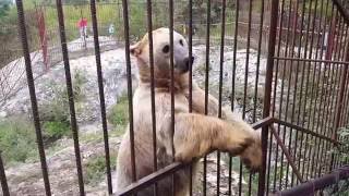 Умный кавказский медведь