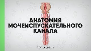 Анатомия мочеиспускательного канала (мужского и женского)