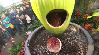 Inside Putrella the Corpse Flower