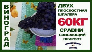 60 кг на Двухплоскостной шпалере.  Это не предел! Сравните со свисающим приростом.