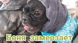 Обувь для собак. Мёрзнут лапы и уши. Капор для собак. Французский бульдог Боня.