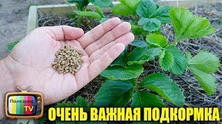 ПОДКОРМИТЕ ЭТИМ КЛУБНИКУ В ИЮЛЕ - АВГУСТЕ И НА СЛЕДУЮЩИЙ ГОД ОНА ЗАВАЛИТ ВАС УРОЖАЕМ