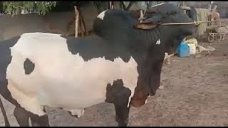 Most Beautiful Bull For Qurbani 2020 | Most Beautiful Ablag Bull For Qurbani 2020