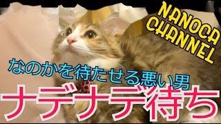【かわいい 猫動画】いつまで待たせるの！ Norwegian Forest Cat ノルウェージャンフォレストキャット NANOCA