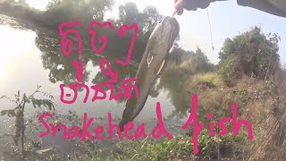fly fishing - snakehead fishing - fishing trip in Cambodia - បបក់ត្រីផ្ទុក -នុយតូចបបក់បានត្រីតូច