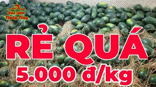 ?Giải cứu 30 tấn DƯA HẤU từ Gia Lai về Sài Gòn bán 5000 đ/kg (không lợi nhuận) giúp nông dân
