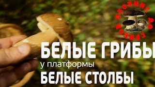 Белые грибы у платформы Белые Столбы