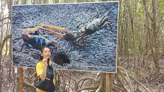 KHÁM PHÁ CẦU LÀNG RỪNG KHU DU LỊCH ĐẤT MŨI CÀ MAU|Vũ Hồ Nguyễn