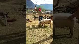 Как не нужно резать свинью