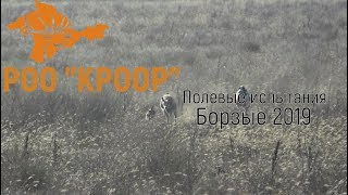 РОО "КРООР" Полевые испытания борзых "Заяц 2019"