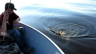 Джиг на Рыбинском водохранилище