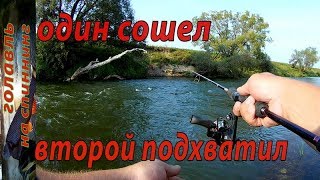 Ловля ГОЛАВЛЯ на спиннинг. Рыбалка на реке.