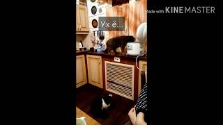 |спецоперация|кот кормит кореша|мешки с мясом снимают|не кормят нихера|ещё и ржут|