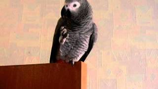 Буль- буль. African grey parrot, papagei, żako, Жако Кима ..