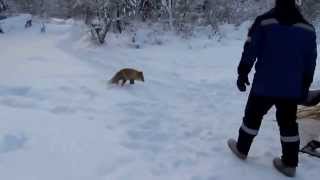 Набор смешных историй про животных, лиса ворует рыбу прямо у лунок рыбаков !!!