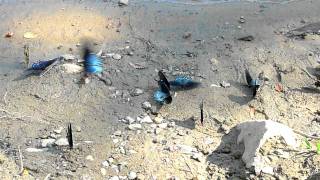 North Carolina - Pipevine Swallowtail Butterflies
