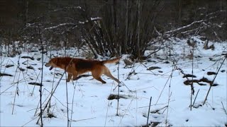 Гон зайца по пестрой тропе русской гончей .Баян Шатрова В.А.