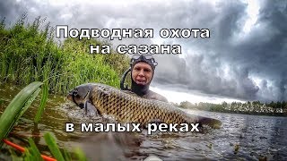 Подводная охота на сазана. Лето 2019, на малых реках.