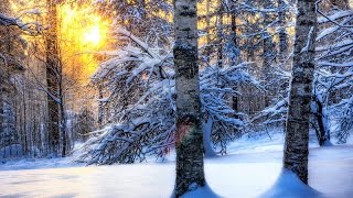 прогулка в зимнем лесу