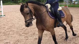 Quelle Zidor: Dressyr & hoppning hemma