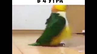 Əhməd Mayılov   ??