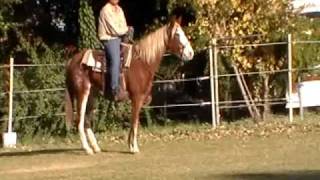 TWH Tennesse Walking Horse 3 yr old mare, flashy, trail miles