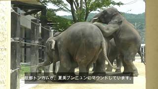 京都市動物園のアジアゾウ達 2017-06-10　（Asian elephants / Kyoto city zoo)